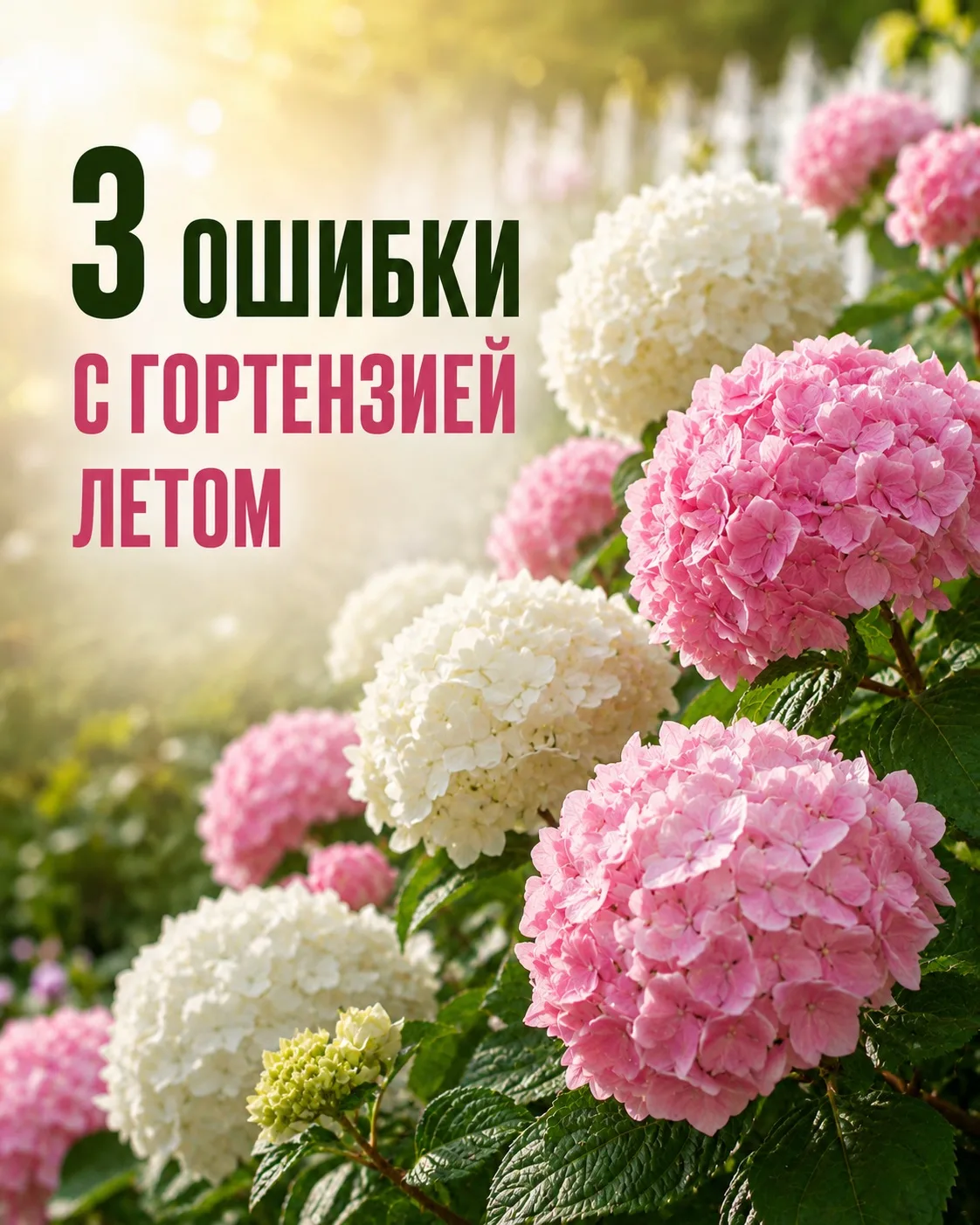 ПОЧЕМУ НЕ ЦВЕТЁТ 
🌺ГОРТЕНЗИЯ🌺

Часть 2

5️⃣Не хватает питания.
Это понятно,ведь питание - это жизн