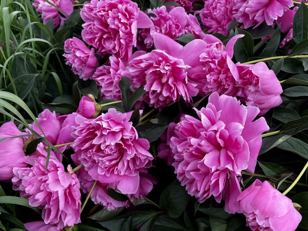 🌸График экскурсий на эти выходные 👇