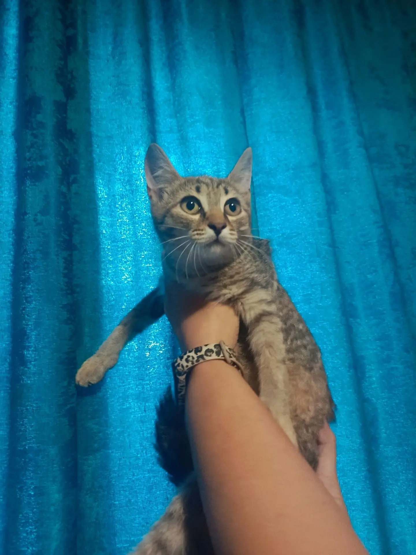🔥🔥🔥Ищет дом! 
Милейшая Варя, всего 4 месяца. 🫶

🐾 Здоровье: все анализы в порядке, проведена об