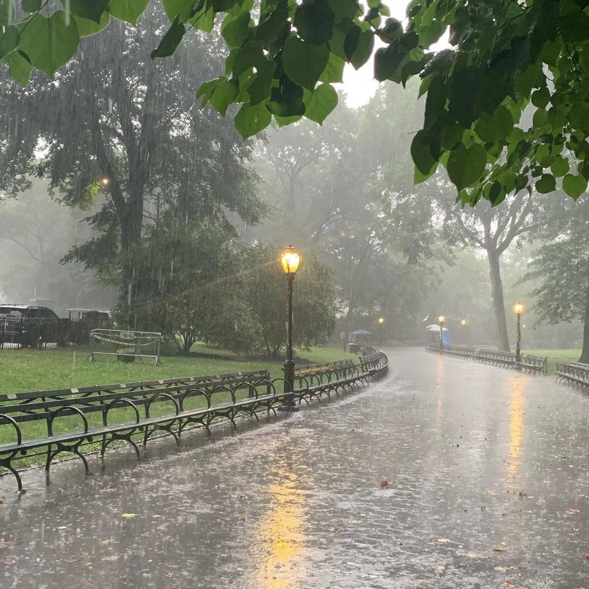 🌧️ Крик лучше всего слышен после дождя