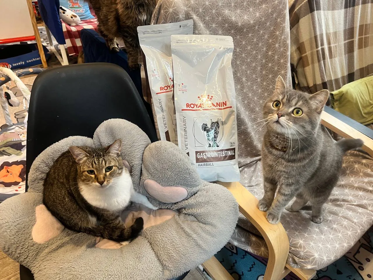 Ура! Цель на лечебный корм для Ивви, Тарзан и Мулан закрыта! ✨🥳🍿