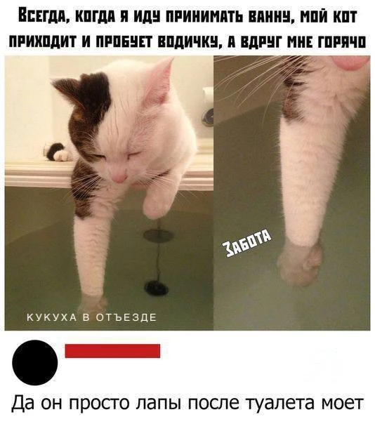 Кукуха в отъезде 🐦
