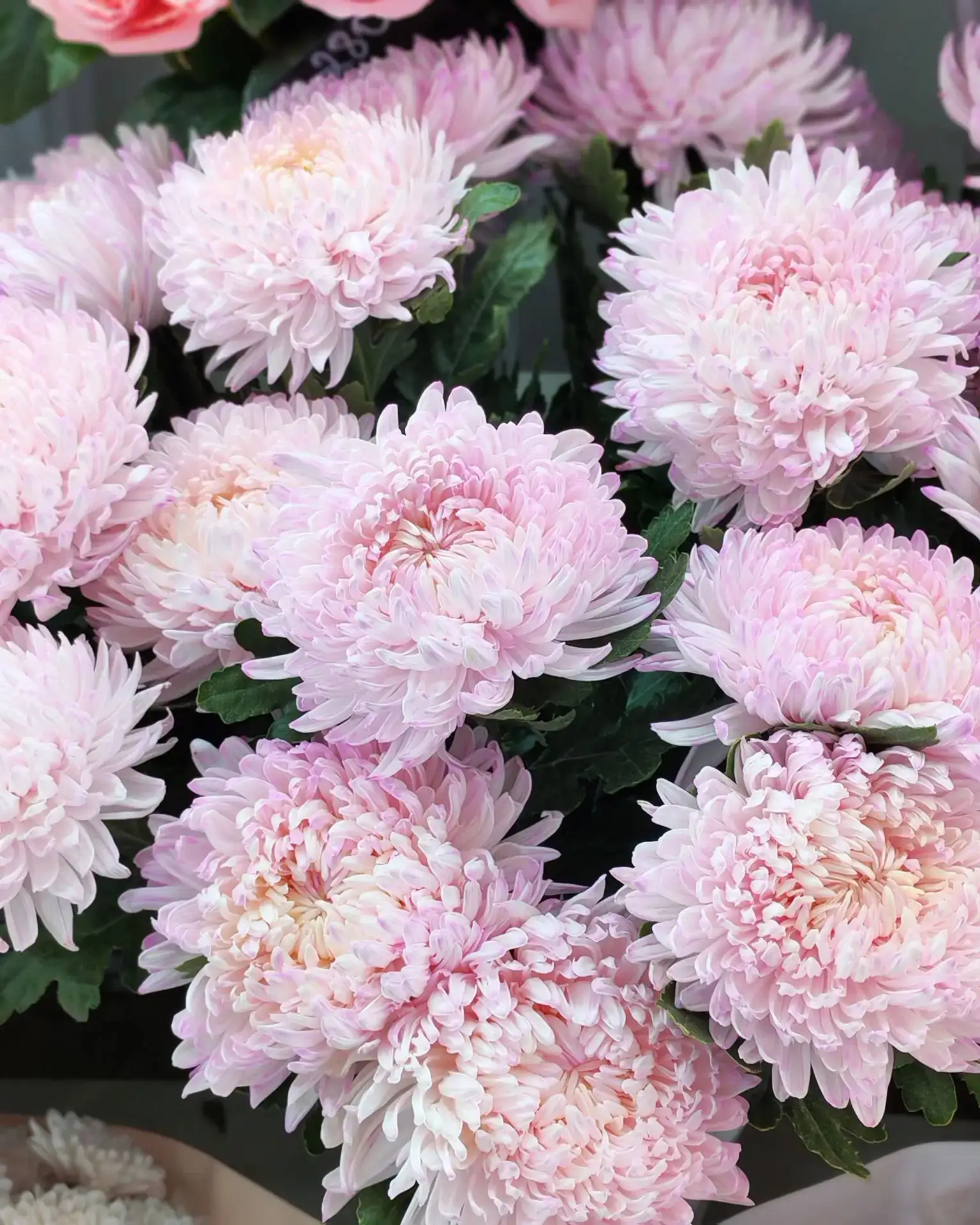 Хризантема 280🌸