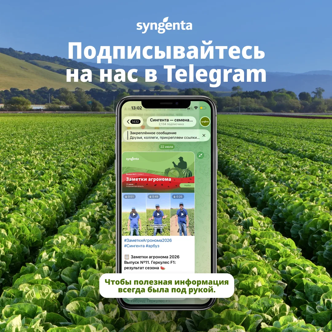 #Syngenta_новости #Сингента