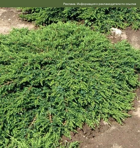 Выбираем саженцы можжевельника для сада 🌲