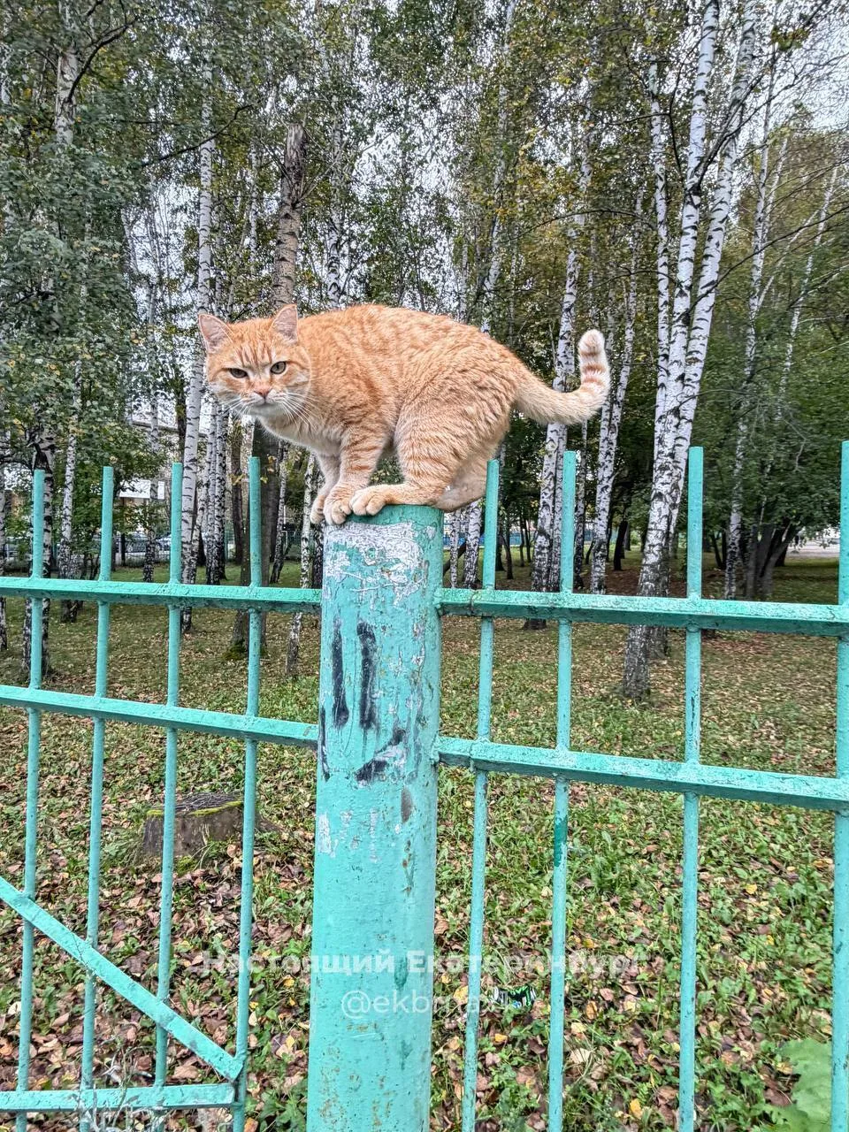 Потеряшек пост