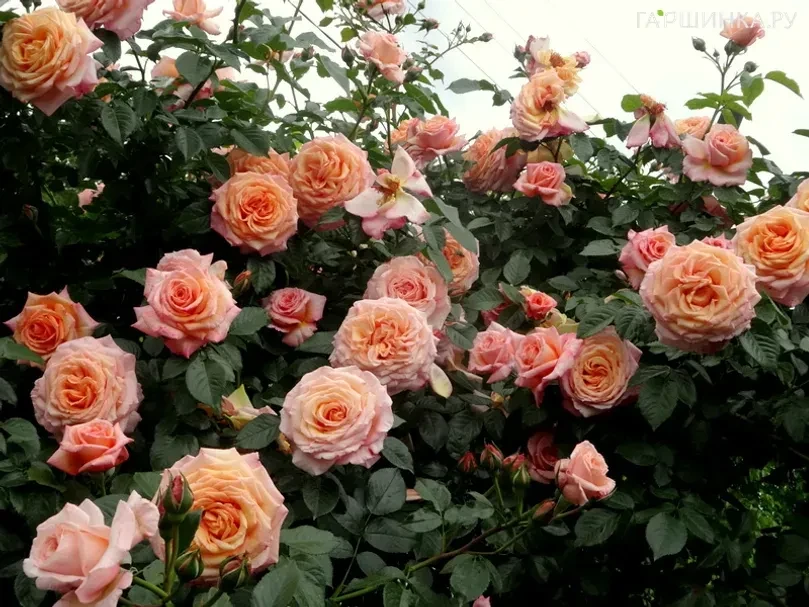 🌹 Скоро сентябрь — время готовить розы к зимовке