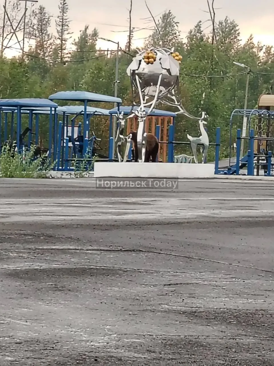 ❗️Медведь был замечен на Оль-Гуль 06.08.2026 в 17:30