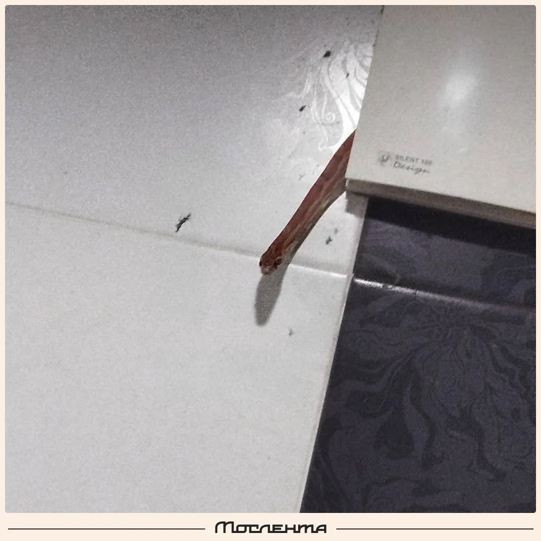 😳 Огромная змея выползла из вентиляции в туалете москвича. Благо, спасателей вызывать ...
