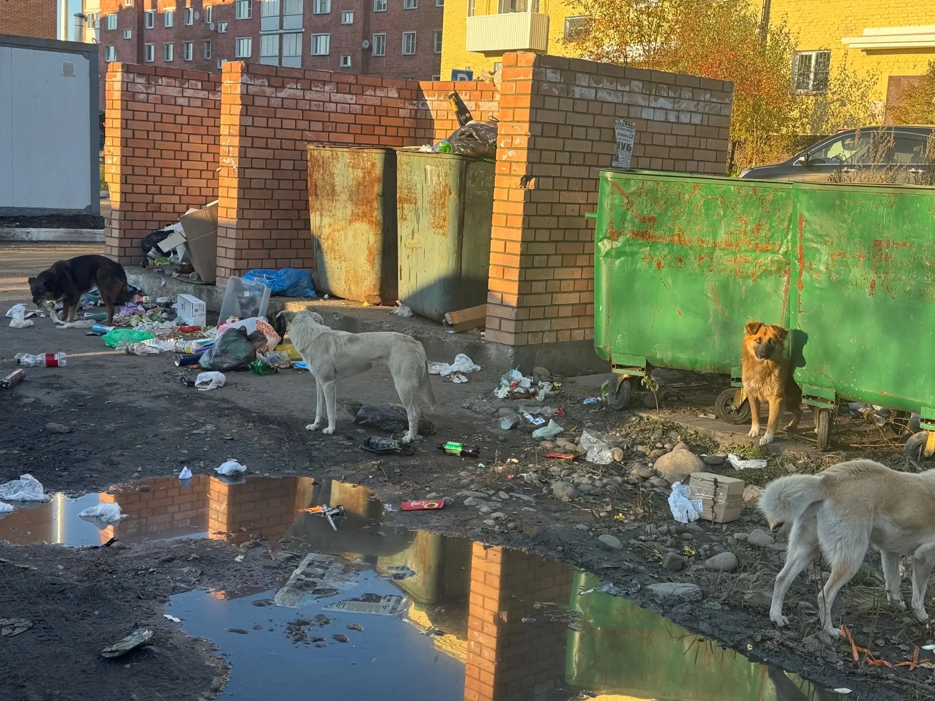г. Зима. Возле администрации свора собак. Сегодня на мужчину кинулась эта стая.