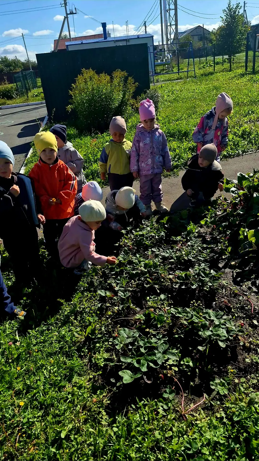 🎉 «Дары лета»: малыши собрали последний урожай клубники! 🎉