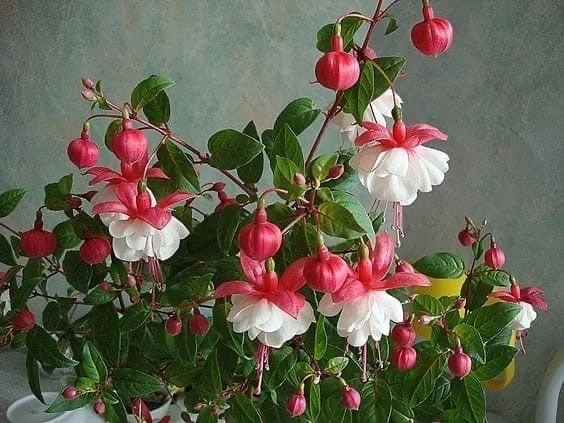 Уход за комнатной фуксией 🌸