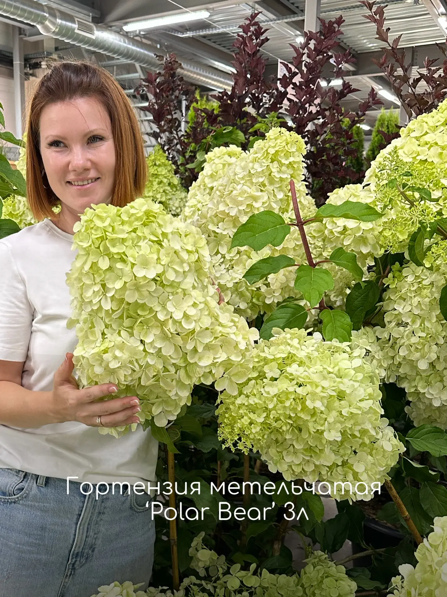 Гортензии в наличии в РОСТОВСАД ⠀ Потеплело, земля прогрелась и сажать можно! У нас в наличии самые 