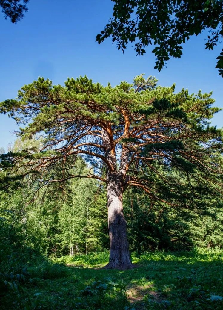🏔️ Весна зовёт на Алтай! Топ-3 вида Белокурихи, которые лечат душу 🌸