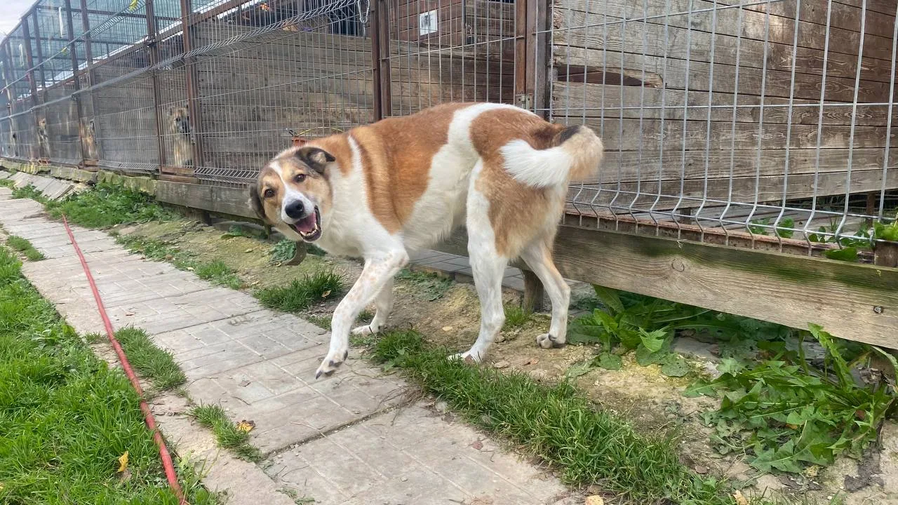 Завтра суббота — а значит, снова едем в приют. 🐾
