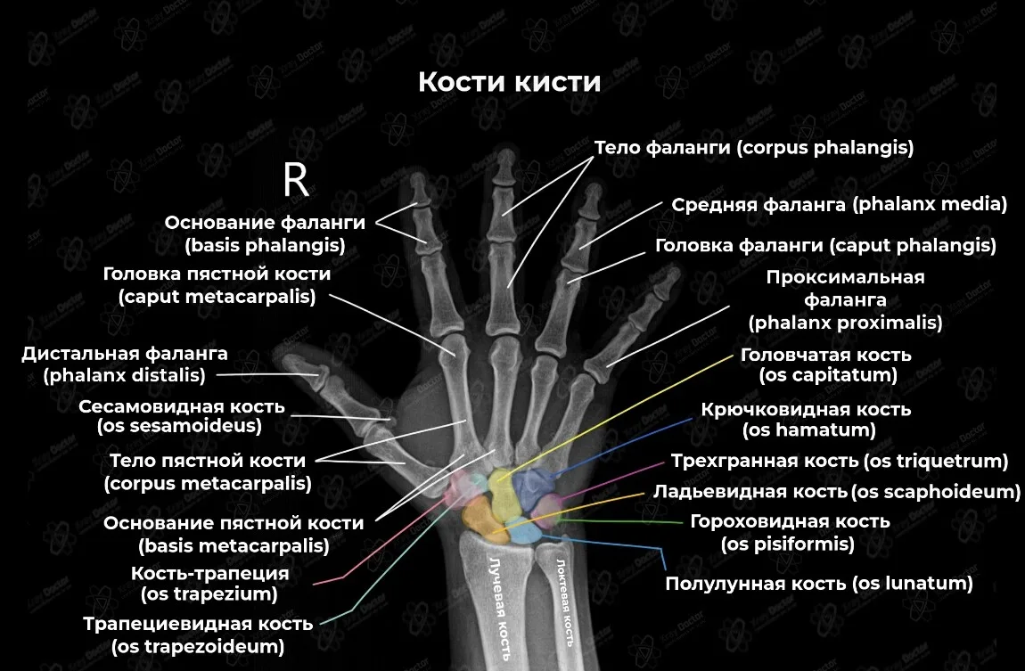 Ваши любимые карточки-шпаргалки по лучевой анатомии😍🖐

Еще больше разборов по нормальной и лучевой