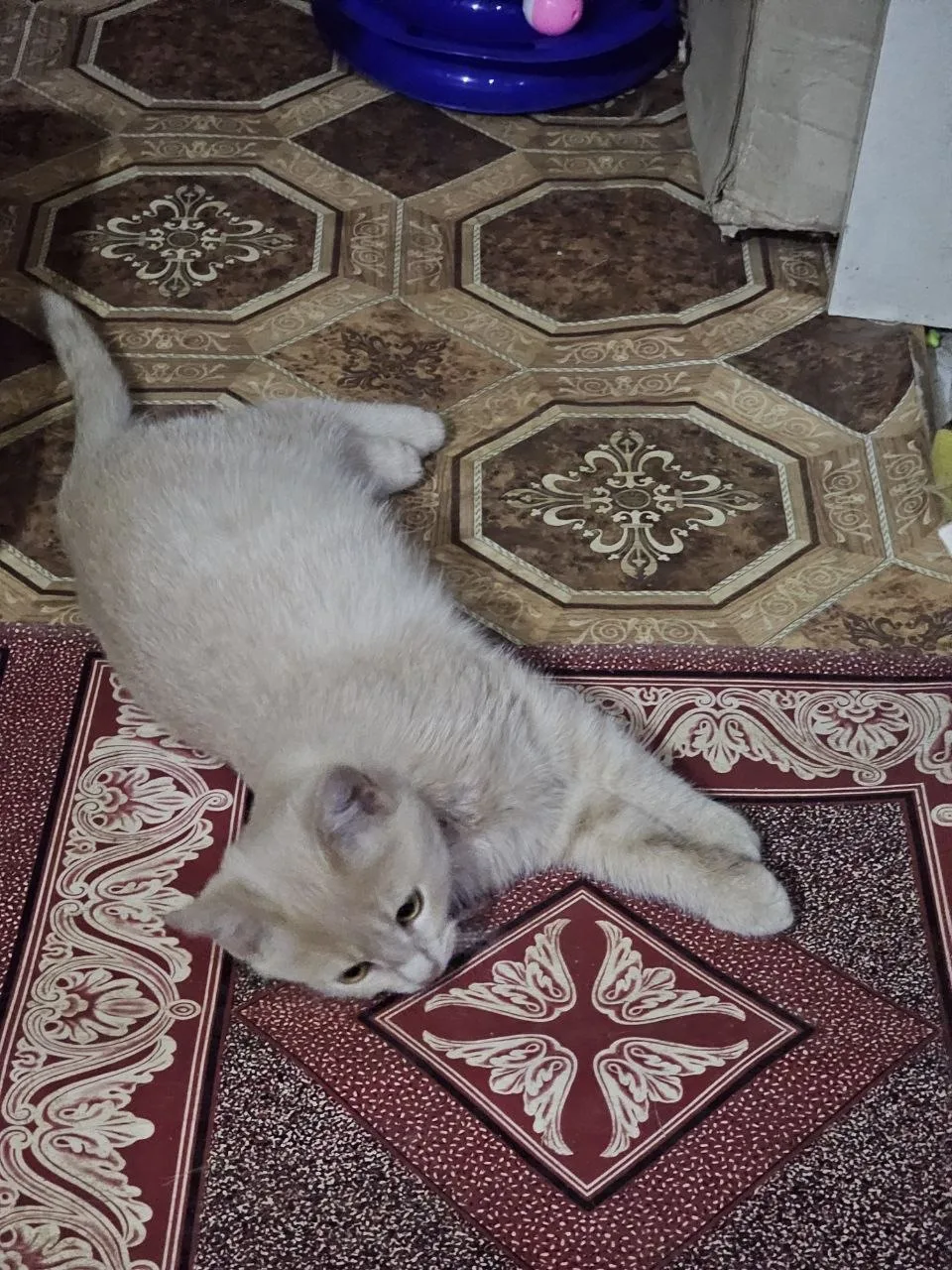 🐱 Золотистый котик ищет дом.