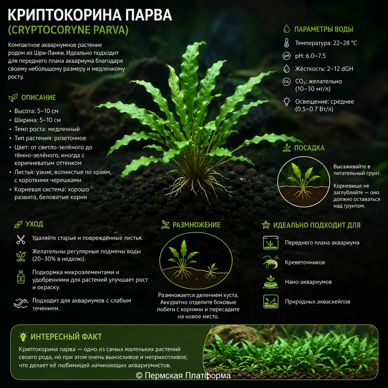 🌿 КРИПТОКОРИНА ПАРВА (Cryptocoryne parva) 🌿Самая миниатюрная криптокорина для вашего ...