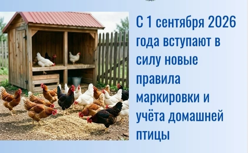 В Башкирии владельцев кур и гусей обязали ставить птиц на учет с 1 сентября!