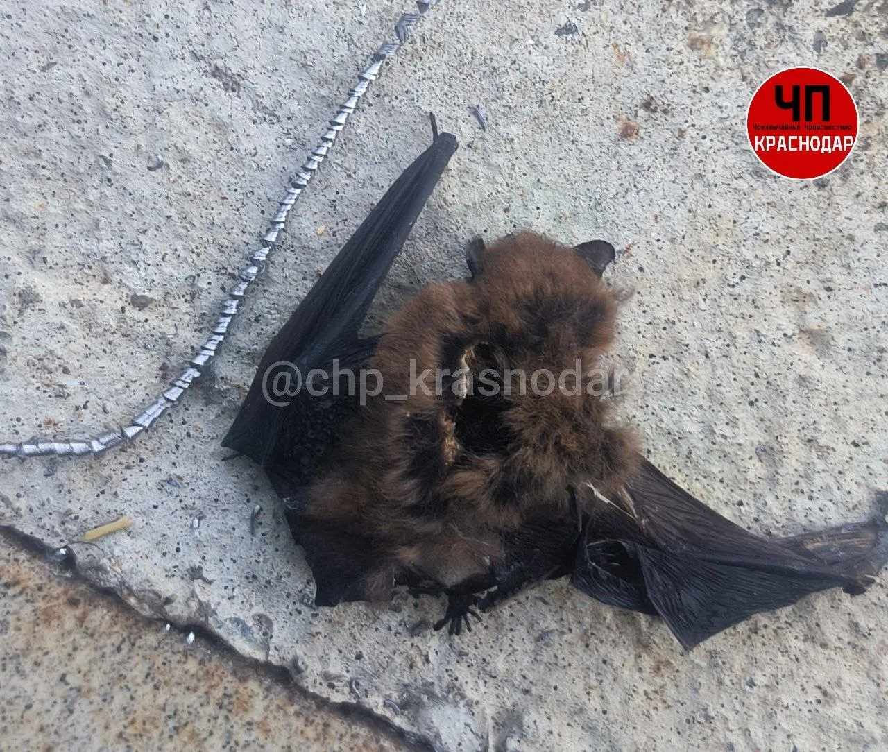 😢 В Красной Поляне после салютов находят погибших летучих мышей