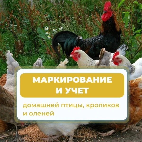 1 сентября истек установленный срок учета животных и птицы в ЛПХ в федеральной государс...