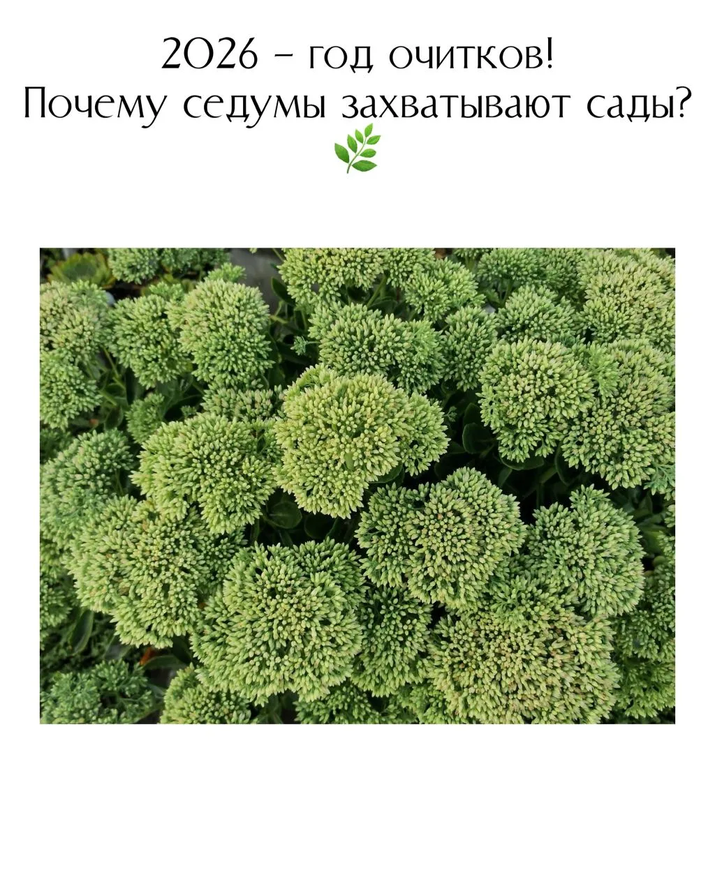 Кто фанат очитков?