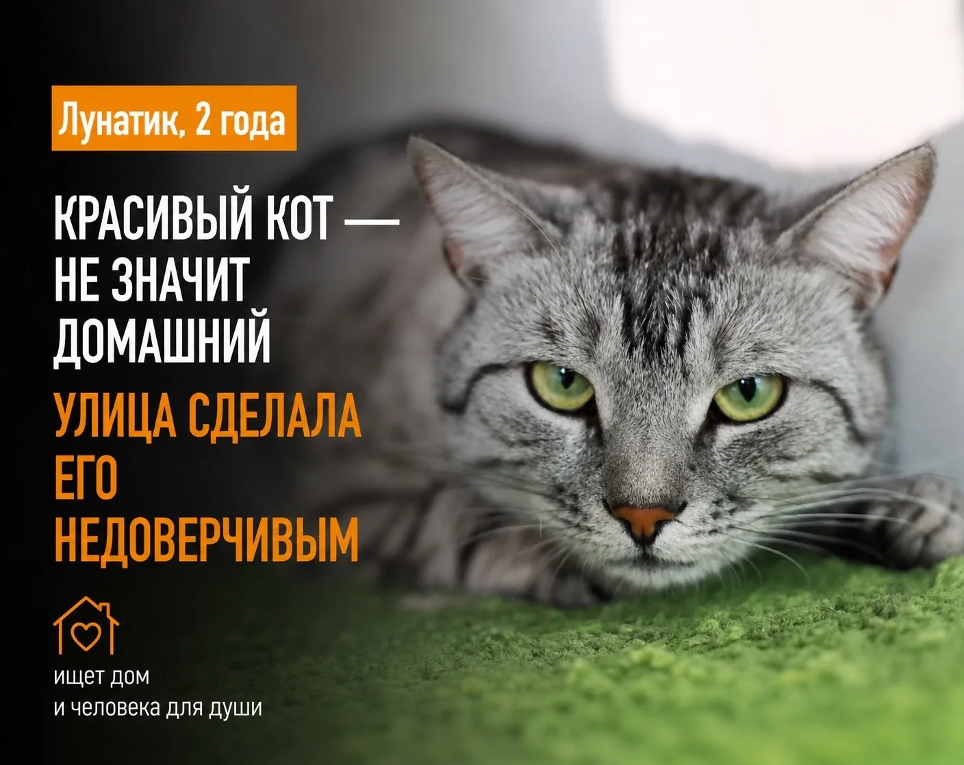 Не каждый кот из приюта может похвастаться, что побывал на море. А вот Лунатик может. Правда, это не