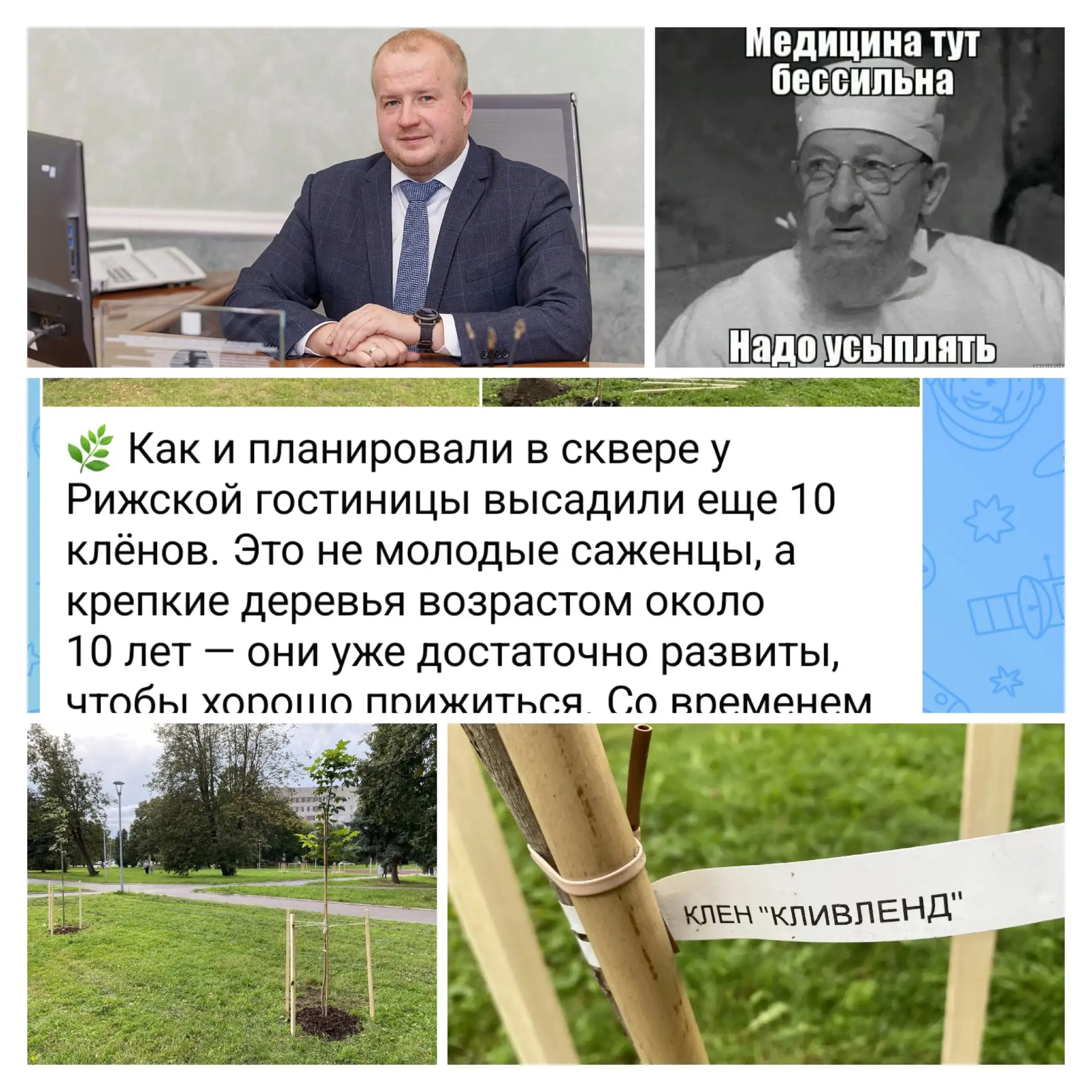 Псковский мэр посадил «десятилетние» клены. Природа или «липа»?