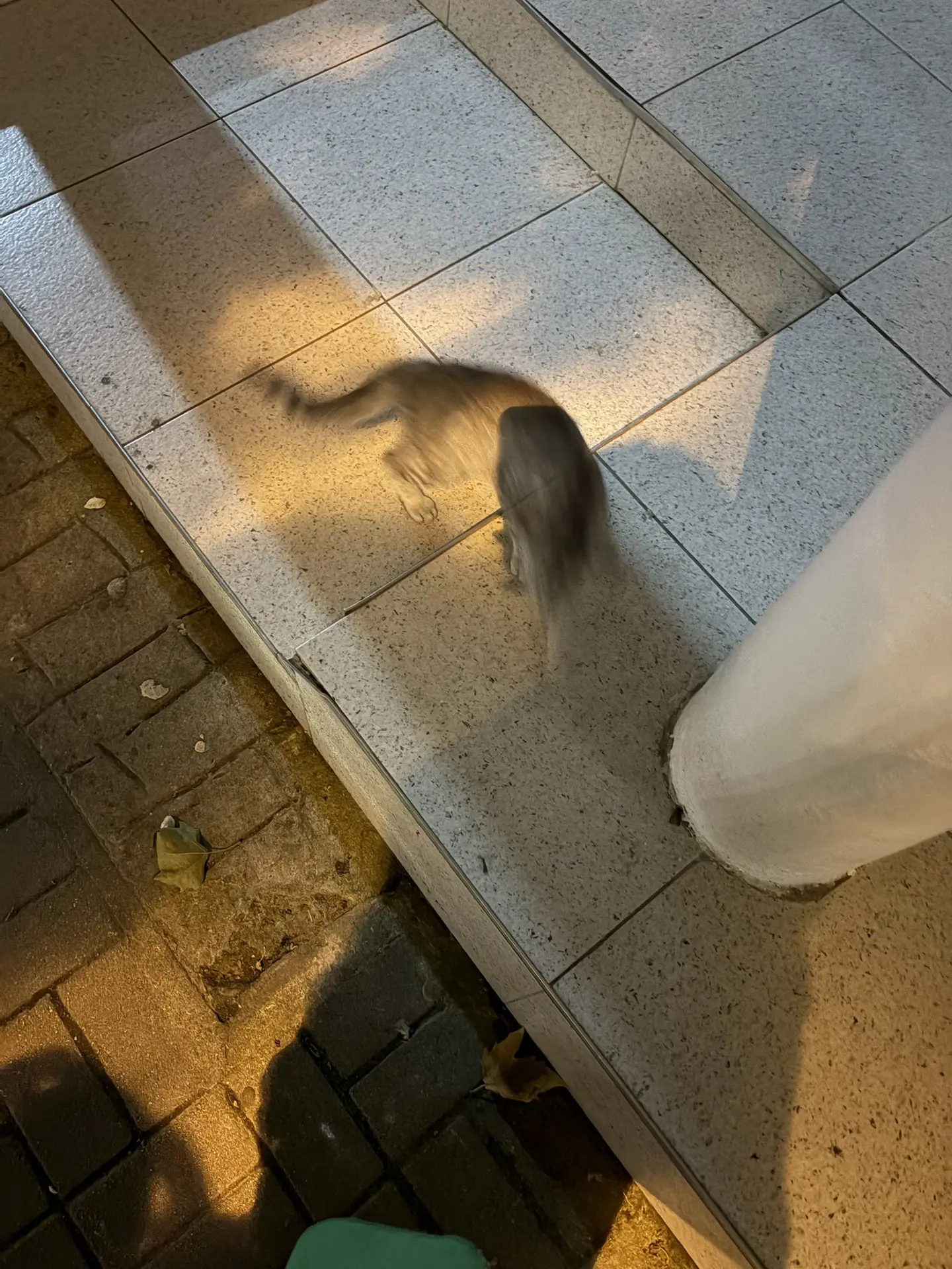 Еще вчера за нами, когда мы шли из кофейни, увязался котенок. Не маленький, а такой под...