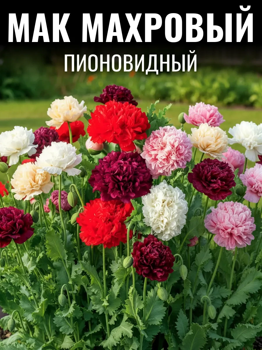 Вы не поверите, но маки могут быть просто потрясающими! Эти невероятные цветы поражают воображение. 