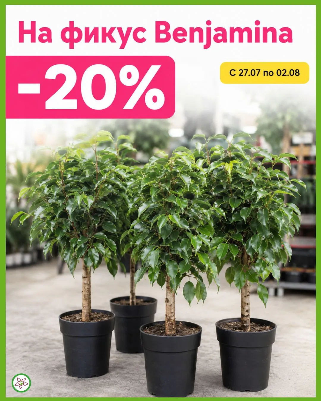 📌С 27 июля по 2 августа - 20% на все ФИКУСЫ BENJAMINA🪴

Фикус Бенджамина – один из самых любимых к