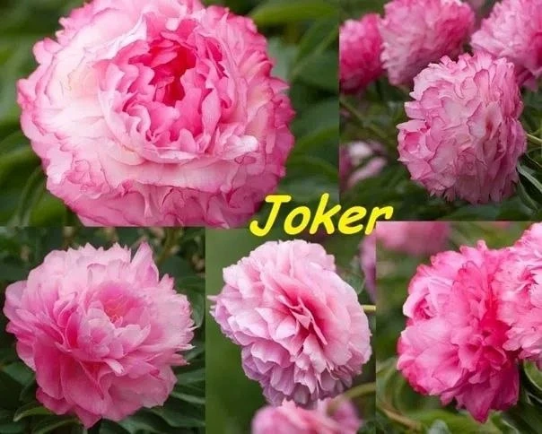 🎭 ПИОН «ДЖОКЕР» (Joker)🎭