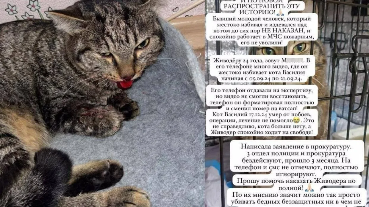 ⚖️ В Якутске вынесли приговор за издевательство над котом