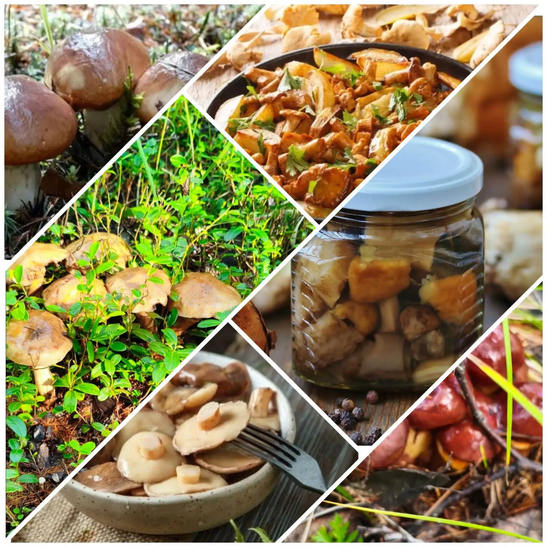 🍄‍🟫🍂🍄Күһүн дьон-сэргэ айылҕа  быйаҥыттан бэриһиннэрэн, сир аһыттан сомсон кыһыҥҥыга...