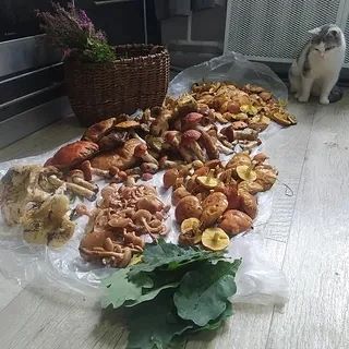 🍄‍🟫 Грибники — те еще лудоманы, — психологи