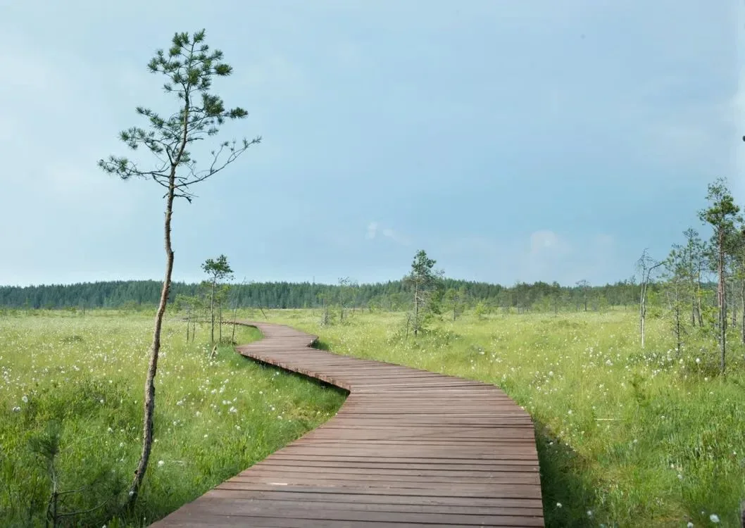 Друзья, а знаете ли вы, что в Петербурге есть экотропа, где можно гулять прямо над боло...
