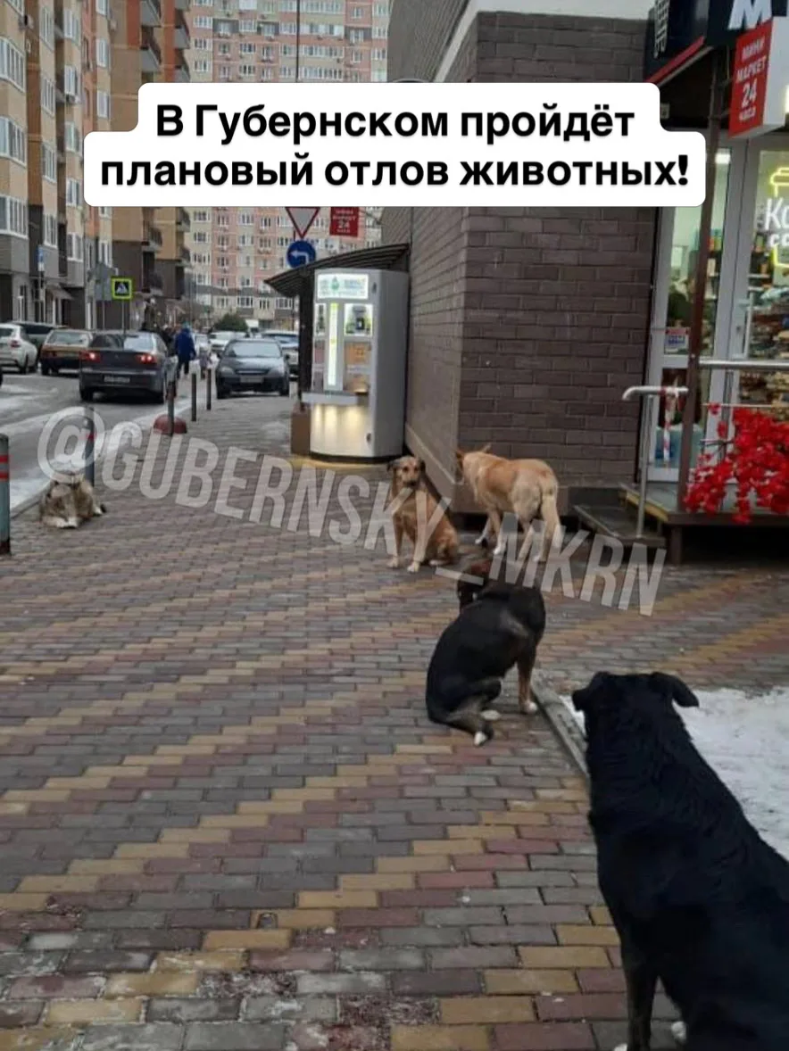 Где в Краснодаре будут ловить бродячих собак  В мае в городе пройдёт плановый отлов животных в следу