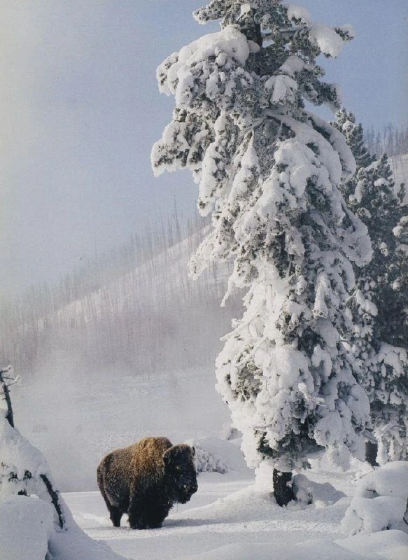 Одинокий бизон в снежном царстве Йеллоустонского национального парка. 🐃❄️