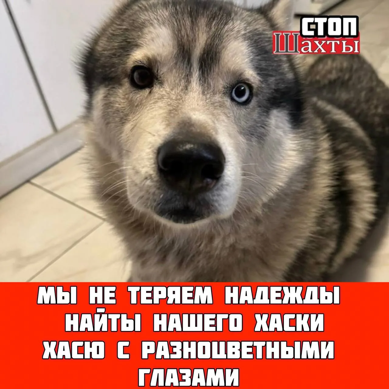 КАЖДЫЙ ЛАЙК И РЕПОСТ ПОМОЖЕТ БОЛЬШЕМУ КОЛИЧЕСТВУ ЛЮДЕЙ УВИДЕТЬ ДАННЫЙ ПОСТ   Пропал пес породы хаски