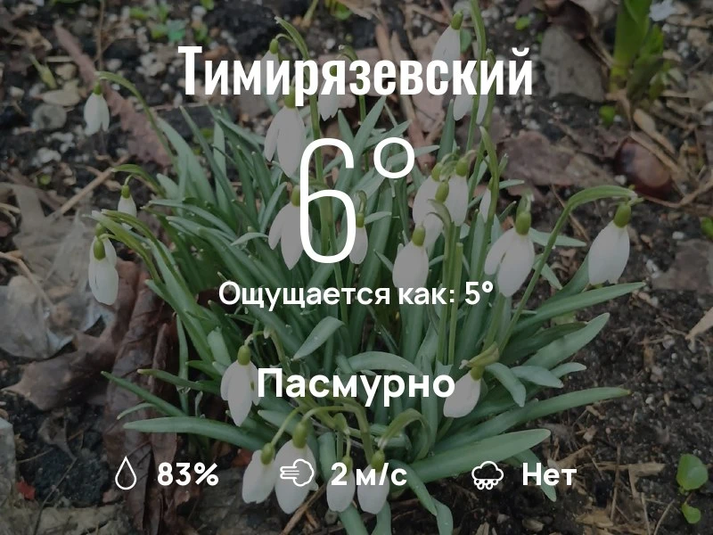 Что с погодой в Тимирязевском?