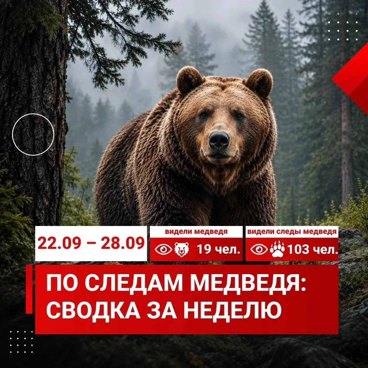 19 раз видели медведей за неделю в Красноярске