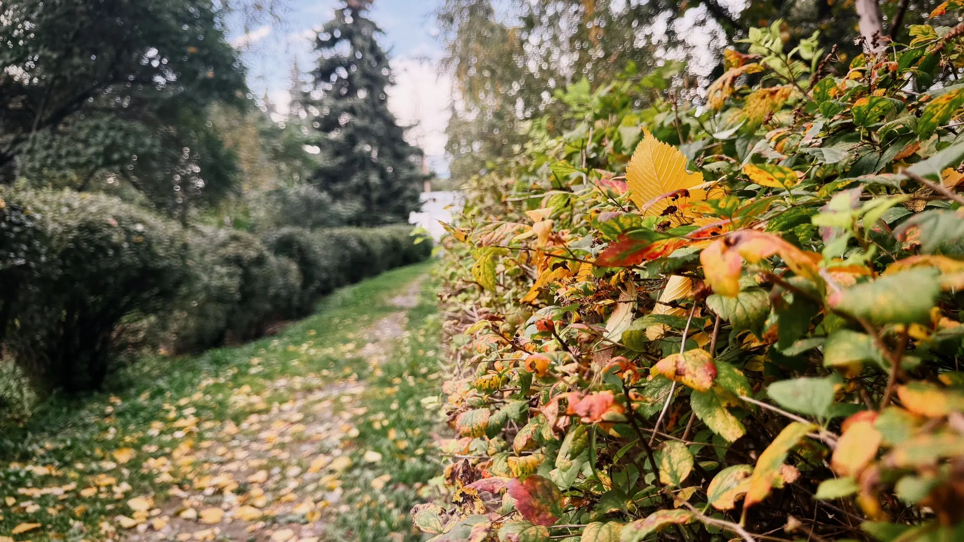 В Екатеринбург пришла золотая осень 😍