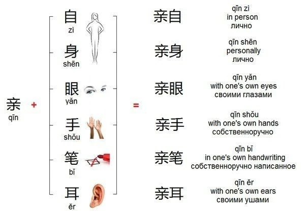 Употребление 亲 

亲 [qīn] — родство, личный 
 
При совмещении иероглифа 亲 с разными частями тела или 