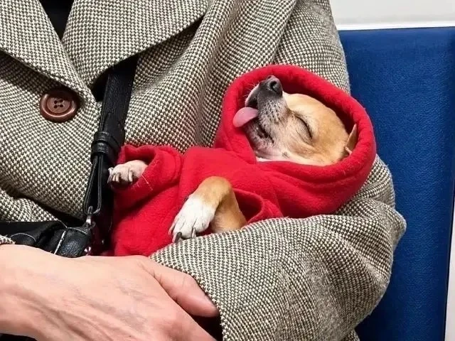 🥰 Сладкая булочка замечена в метро