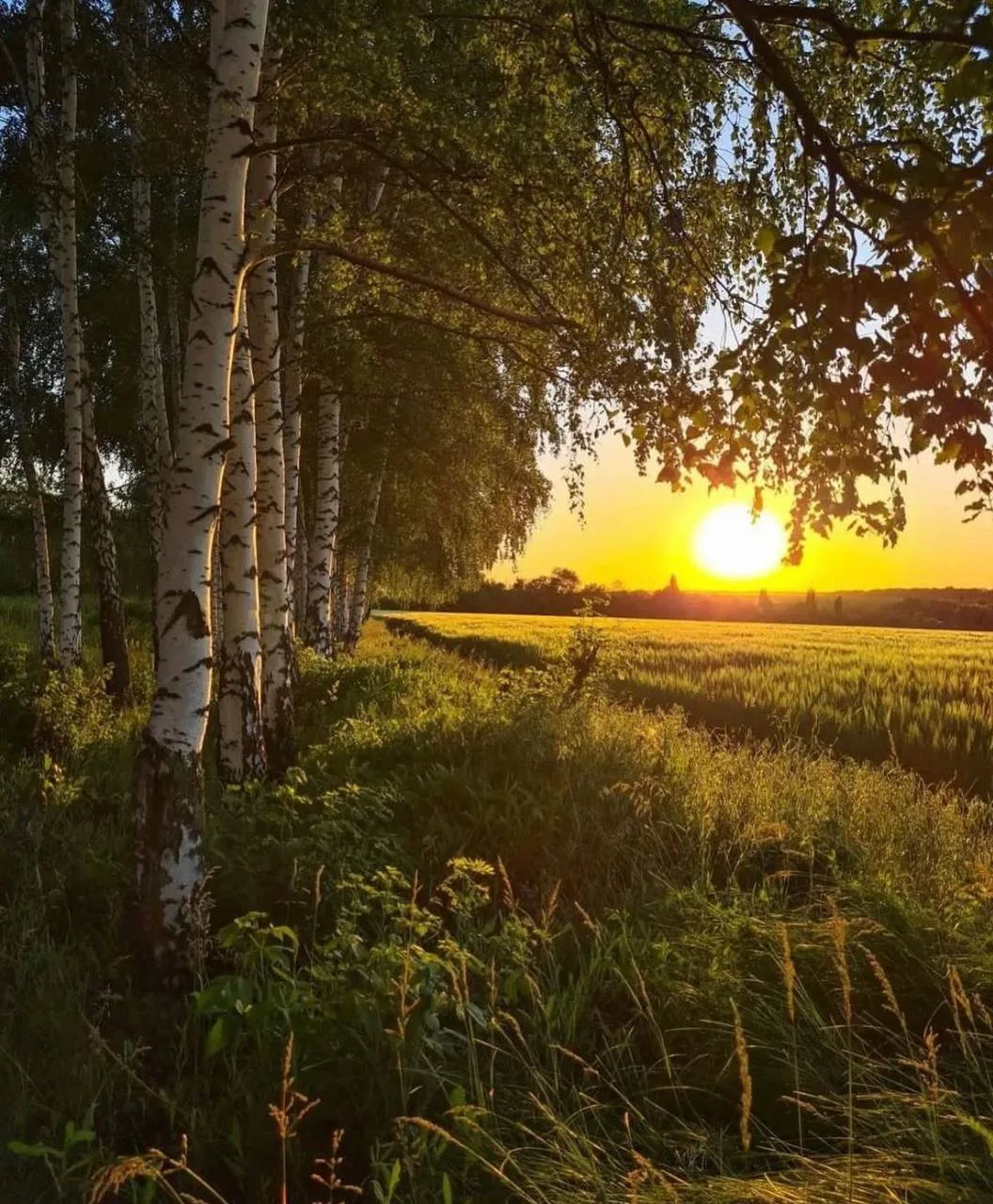 🌾Как здесь свежо под липою густою —