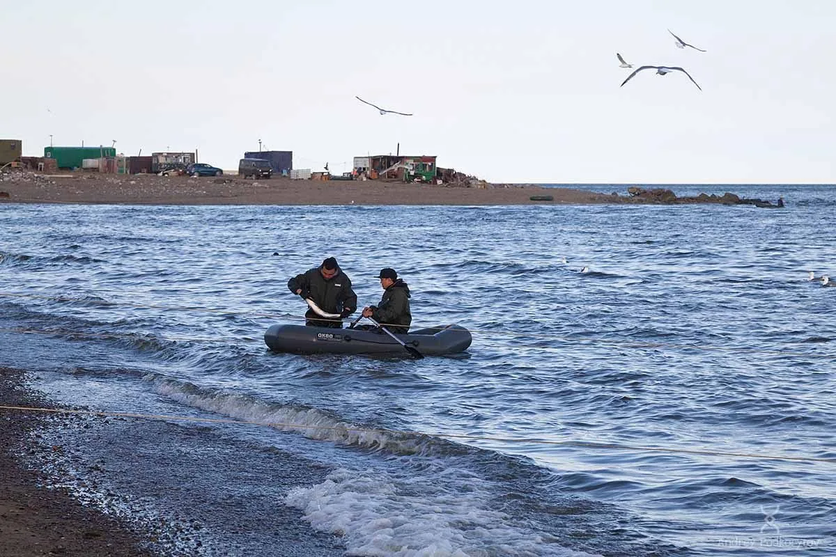 «Беззаявительный» порядок осуществления традиционного рыболовства: что нужно знать 

Федеральным зак