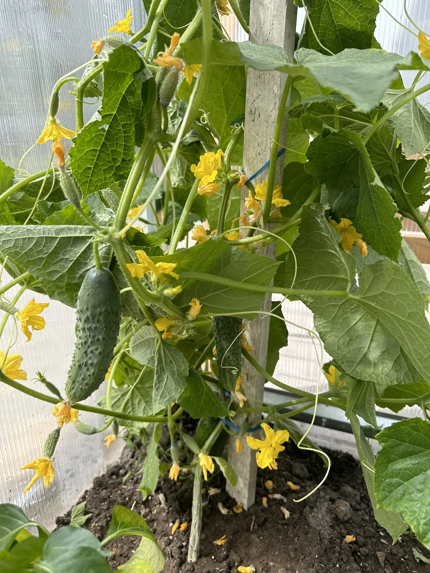 Как растет еда? 🥒🍅🫑🌶️
На нашем опытном участке — первые 3 огурчика. Дождались! 
Разделили на все