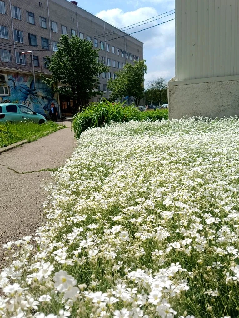 На кубанских улицах - весна!  Доброе утро!   Сегодня  +19..+21⛅️, возможен дождь ☔️.   Хорошего дня!