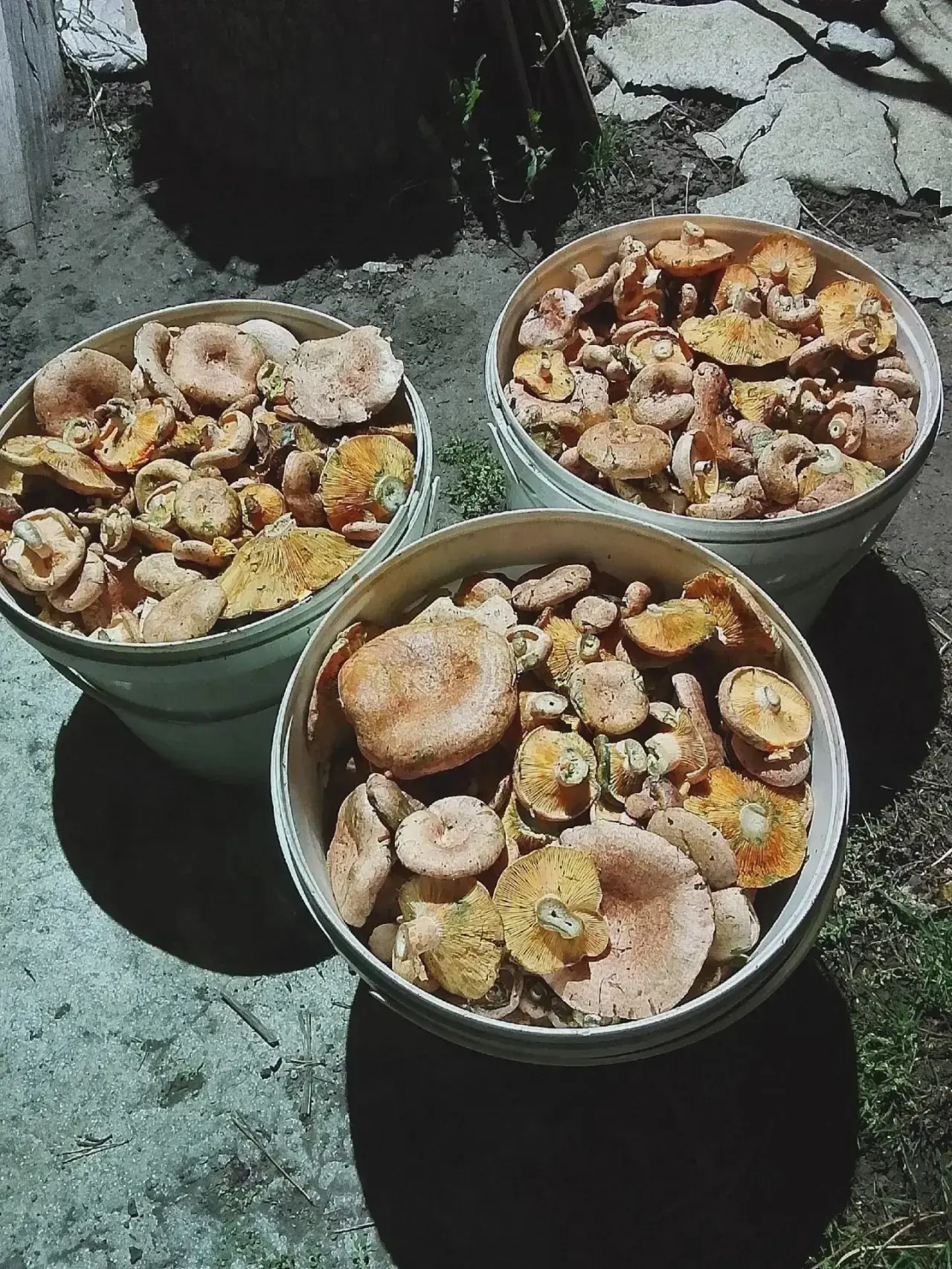 🍄 В Балаковском районе — грибной сезон