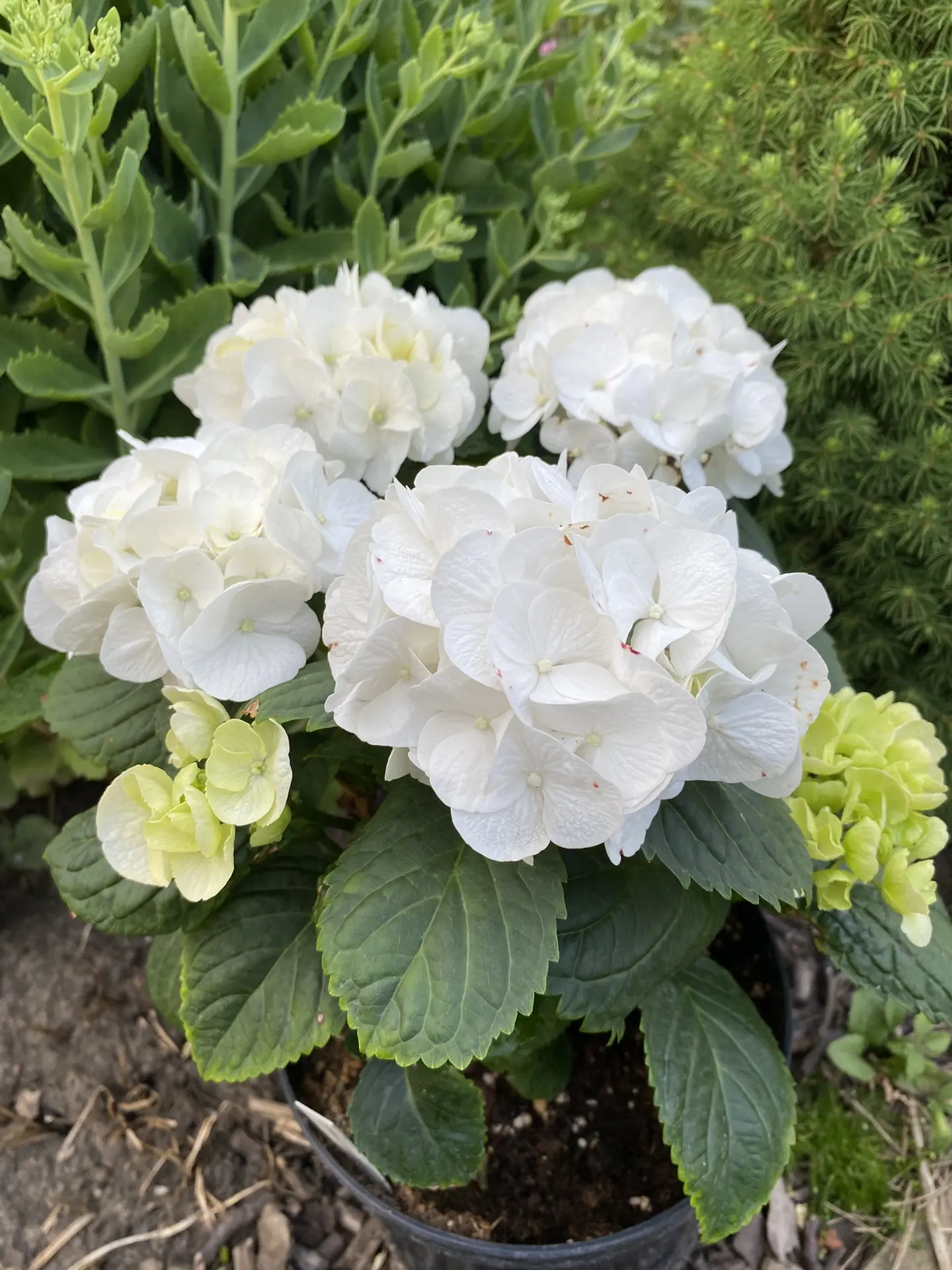 Сегодня в объективе белоснежная красотка Pure White. 🤍
Компактный и гармоничный куст. Цветение на б